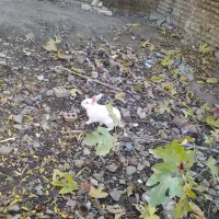 یه جفت خرگوش|موش و خرگوش|گنبد کاووس, |دیوار