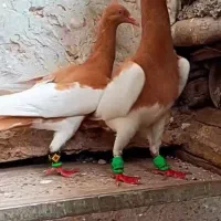 جفت یهودی زرد