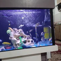35تا ماهی گوشتخوار درجه یک
