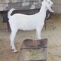 ماده دورگ جفت سه قلو