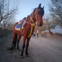 اسب کالسکه|اسب و تجهیزات اسبسواری|مشهد, شهرک بهارستان|دیوار