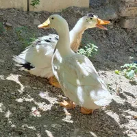 دو عدد اردک