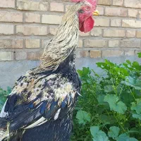 لاری|حیوانات مزرعه|گتوند, |دیوار