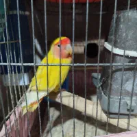 طوطی برزیلی ماده معاوضه با عروس هلندی