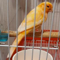 قناری رنگی|پرنده|بوشهر, |دیوار