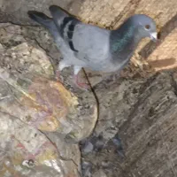 پلاکی