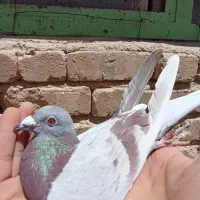 کبوتر پلاکی نشسته