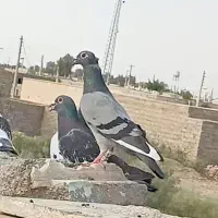 کفتر