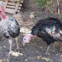 دوعددبوقلمون نر سالم ودرشت خلیل اباد|حیوانات مزرعه|خلیل آباد, |دیوار