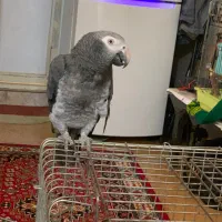 کاسکو دم قرمز