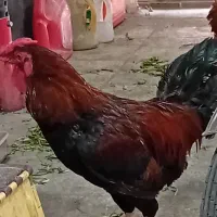 خروس چهل تاج جوان