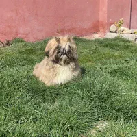 شیتزو سوپر فلت نر تربیت کامل