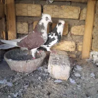 ۳جفت ارسالی     کبوتر