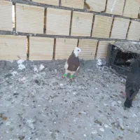 طوقی|پرنده|شوشتر, |دیوار