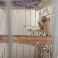 فنچ،80تومن|پرنده|کرج, اصفهانیها|دیوار