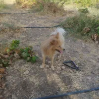 سگ پامرانین  پاکوتاه