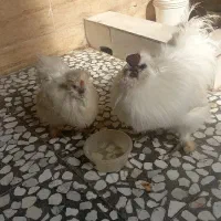 مرغ و خروس ابریشمی