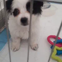 سگ پامر اشپیتز سایز ریز|سگ|اندیشه, اندیشه فاز ۶|دیوار