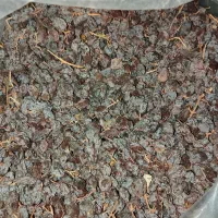 کشمش آفتابی ارگانیک|خوردنی و آشامیدنی|صائین قلعه, |دیوار