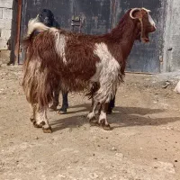 بز درشت آبستن دوقلو زا|حیوانات مزرعه|کوزران, |دیوار