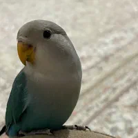 طوطی برزیلی ماده