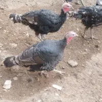 فروش بوقلمون در سایزهای مختلف|حیوانات مزرعه|سپیدان, |دیوار