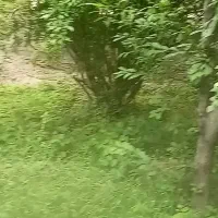 22-قصب-باغ-حصار-کشی-سیرچ