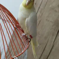 عروس هلندی نر
