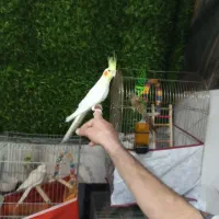 پرنده عروس هلندی گرینجک|پرنده|شیراز, کرونی(خاتونک)|دیوار