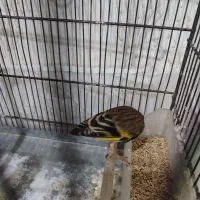 جونه دورگ نر تقریبا 5ماهه  حراج فروش فوری