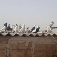 کفتر|پرنده|قم, کلهری|دیوار