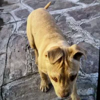 توله پیتبول