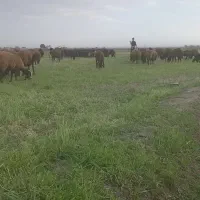 سلام چوپانی