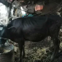 فروش گاو و گوساله