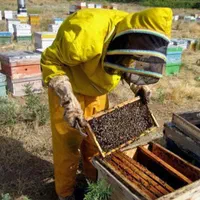 شان اصل قاب طبیعی|خوردنی و آشامیدنی|سبزوار, نواب صفوی|دیوار