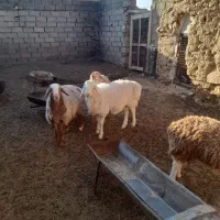 گوسفند،میش، بره، نر ، ماده|حیوانات مزرعه|مود, |دیوار