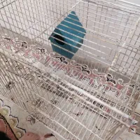 قفس پرنده|لوازم جانبی حیوانات|یزد, |دیوار