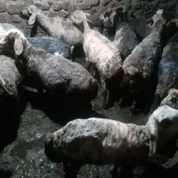 میش  وبره پارسال