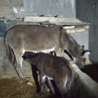 الاغ ماده فروشی