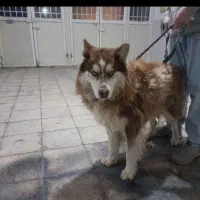 سگ هاسکی|سگ|تایباد, |دیوار