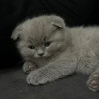 اسکاتیش فولد|گربه|تبریز, |دیوار