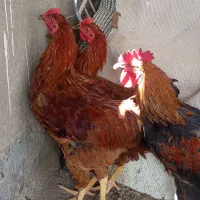 مرغ خروس