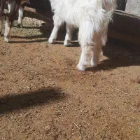 ۷راس بز۱۴راس توشک