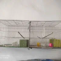 5تا قفس سالم  یکجا 800معاوضه با مرغ گرج وتخم گزار