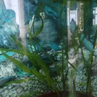 فروش چهار عدد آکواریوم که یکیش ماهی گپی داره|ماهی|تبریز, |دیوار