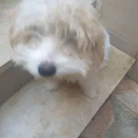 سلام بازیگوش وباهوش|سگ|یزد, |دیوار