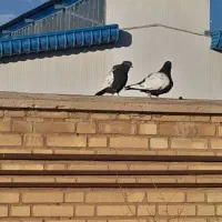 یه جفت کبوتر سینه سیاه