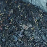 کشمش کندری آفتابی امسال  بدون پوچی