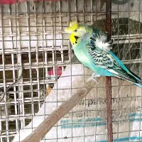 مرغ عشق پروانه‌ای