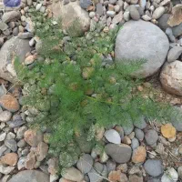 جاشیر کوهی اصل اصل